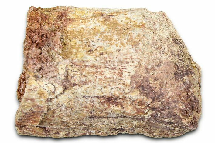Fossil Dinosaur (Tenontosaurus) Vertebra Bone Section - Montana #378208